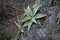 RG019 0381 Agave guiengola.jpg