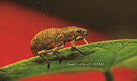 SM0441 Curculionidae.jpg
