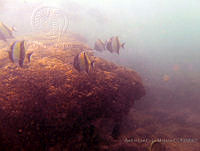 ALCM077 Zanclus cornutus.JPG