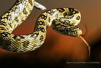 MASM07431 Senticolis triaspis.jpg
