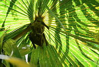 IMS002 Empidonax minimus.jpg