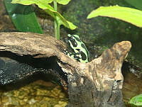 CGL0826 Dendrobates auratus.jpg
