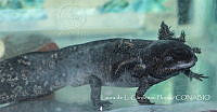 LCF0457 Ambystoma mexicanum.jpg