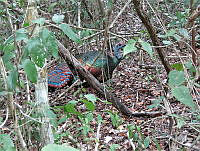 MCS143 Meleagris ocellata.JPG