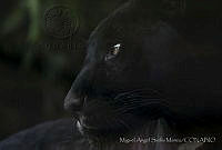 MASM06306 Panthera onca.jpg