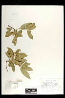 101800 Quercus grisea.jpg