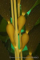 OAO0120 Macrocystis pyrifera.jpg