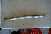 HE009 P 0271 Strongylura marina.JPG