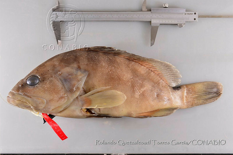 RQTG0422%20Epinephelus%20striatus.jpg.rSfwzuP1MYW7bztjQA3g0JtbmFja29CbnFuZ3NAbXJ6LGtwZwA.aqiNFV8PmG