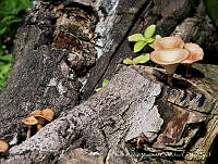 CIMC001 Lentinus sp..jpg