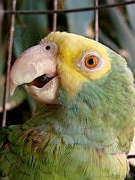 CGL0132 Amazona oratrix.jpg