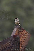 MASM00741 Campylorhynchus gularis.jpg