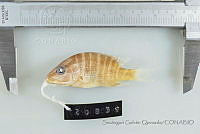 SGQ1145 Lutjanus apodus.jpg