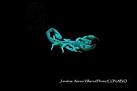 MN6PG0348 Escorpion fluorescente.jpg