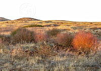 GECI L046 038 Salsola kali.JPG