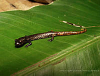 JLALyEPA0019 Pseudoeurycea nigromaculata.jpg