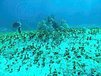 BDP0058 Rhipocephalus oblongus.jpg