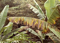 PDA0134 Musa paradisiaca.JPG