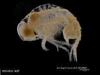 ME006 Z 0435 Lycaeopsis zamboangae - (Stebbing, 1888).jpg