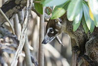 IMDOC2139 Nasua narica.jpg