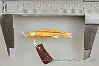 RQTG0714 Cyprinella xanthicara.jpg