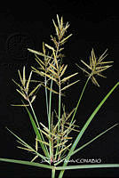 ME010 JA 00900 Cyperus esculentus F0043.JPG