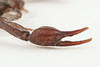 MASM07702 Vaejovis mexicanus.jpg