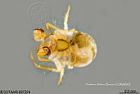 ME006 araña 0029 Theridiosoma davisi.jpg