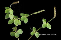Zongo 0322 Peperomia tetraphylla.jpg
