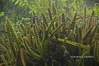 3R 00726 Disocactus speciosus.tif