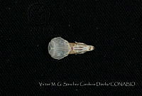 VMS-CD0239 Cryptotis obscura.JPG