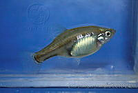 ODD0032 Skiffia francesae.jpg