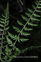 Zautla 0191 Cystopteris fragilis.jpg