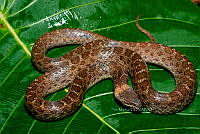 PM0321 Hypsiglena torquata.jpg