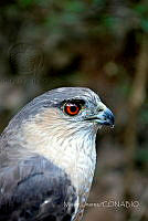 ML001 Accipiter striatus.jpg