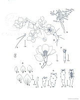 AD0003 Pereskiopsis diguetii.jpg