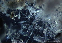 PM0010 Coscinodiscus sp..jpg