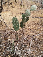 RG016 0298 Opuntia excelsa.jpg