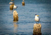 FBA0630 Thalasseus maximus.jpg