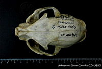 AAGC0072 Lynx rufus.jpg