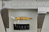 RQTG1341 Elacatinus puncticulatus.jpg