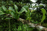 ME010 KV 00144 Crescentia cujete L., 1753_.JPG