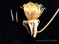 RBB0450 Dahlia coccinea.jpg