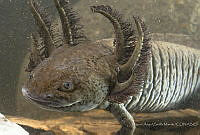 MASM08010 Ambystoma mexicanum.jpg