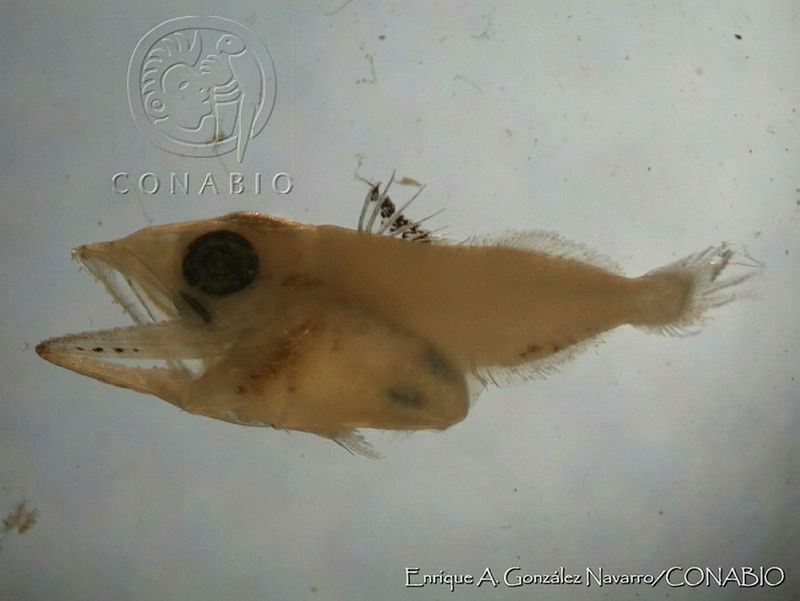 EAGN0113%20Lutjanus%20peru.jpg.kSezoJn MUHpbUdhQA3g0JtbmFja29CbnFuZ3NAbXJ6LGtwZwA.bal9ppJAEl