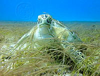 DPP03 Chelonia mydas.jpg