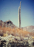 FGM1590 Cephalocereus sp..JPG