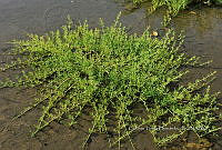 FN005 7 164 Batis maritima.jpg