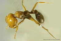 AGDE019-482 Solenopsis germinata.jpg