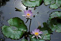 AC01 Nymphaea elegans.jpg